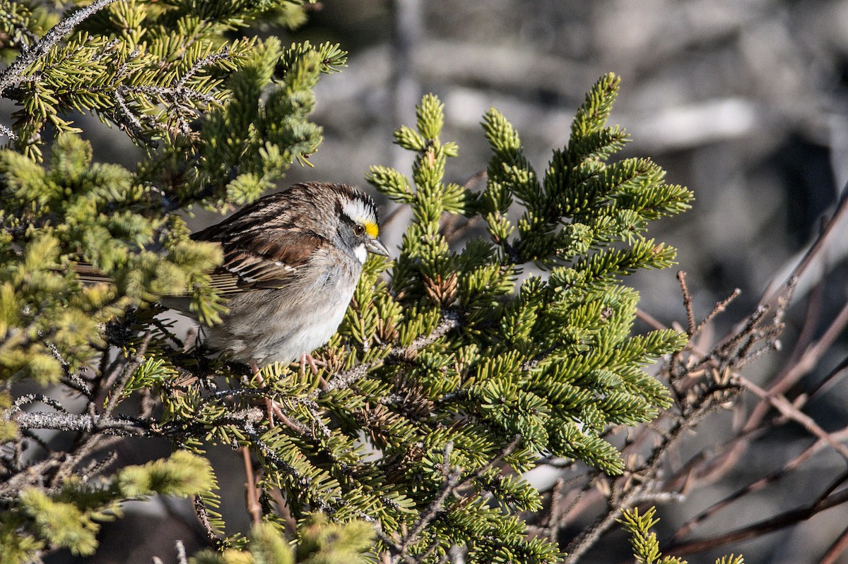 White-throated Sparrow - Lucas Berrigan