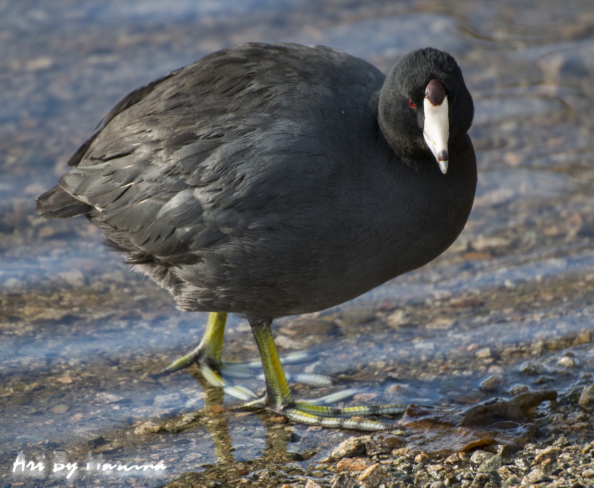 American Coot - Marcina Trimmell