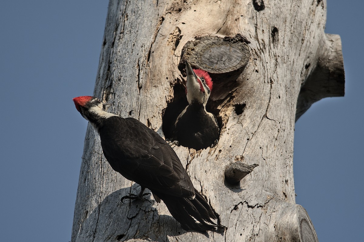 Pileated Woodpecker - ML575829711