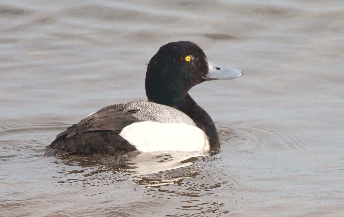 Greater Scaup - ML575830141