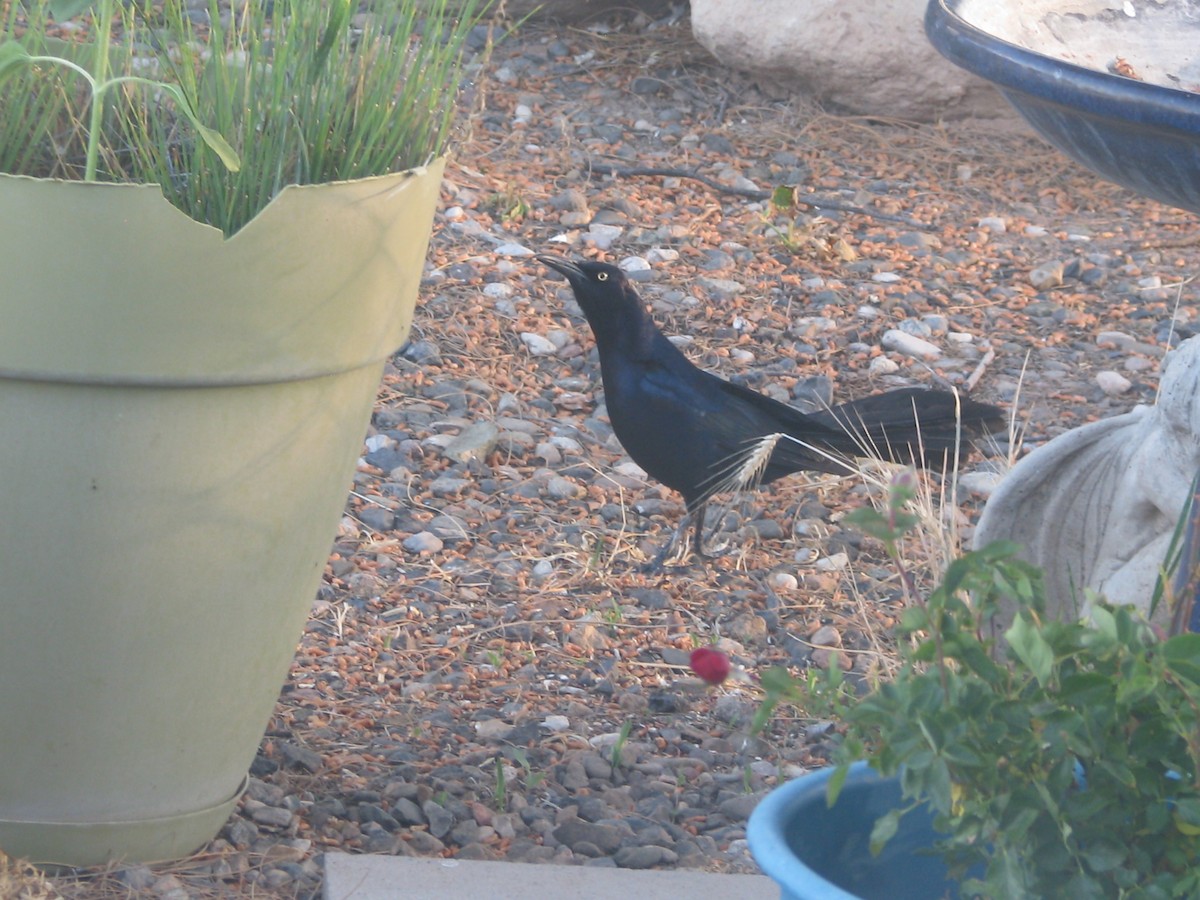 Great-tailed Grackle - ML575832761