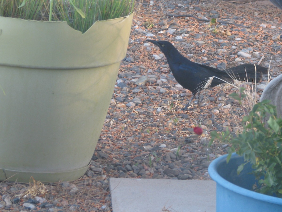 Great-tailed Grackle - ML575832831
