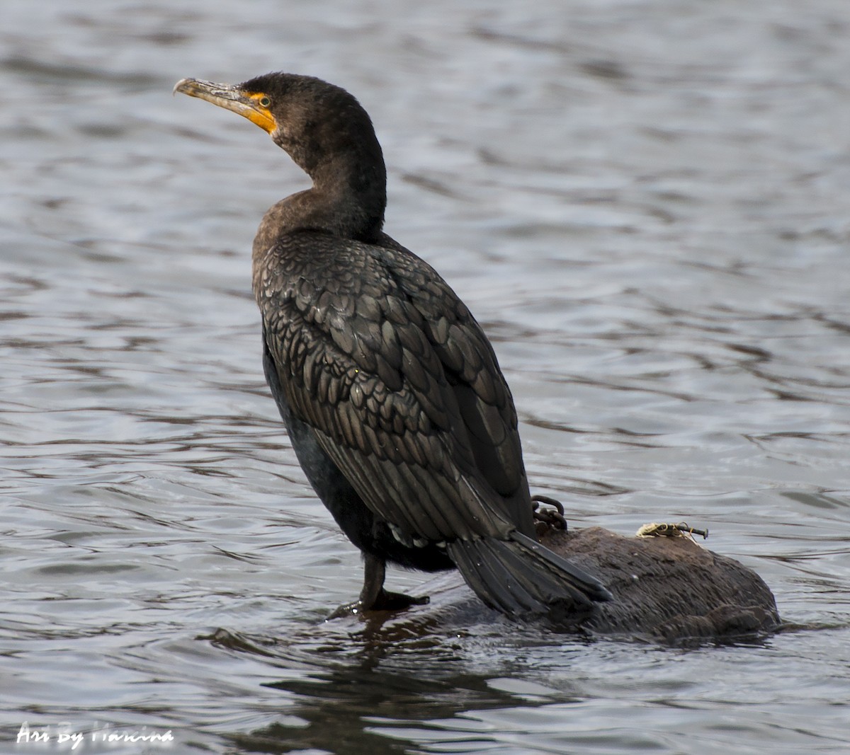 Double-crested Cormorant - Marcina Trimmell