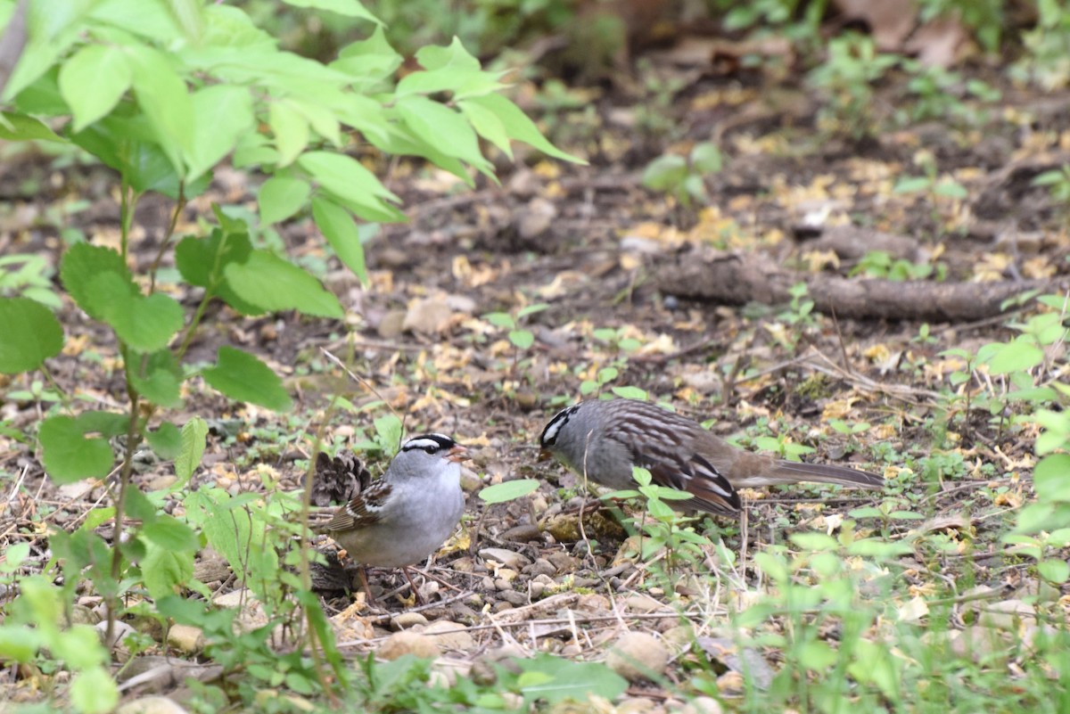 White-crowned Sparrow - ML57583521