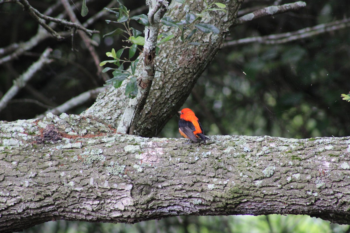 Scarlet Tanager - ML575835751