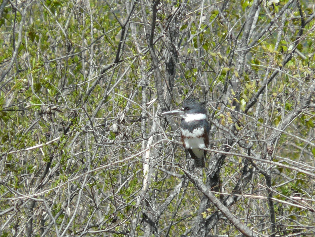 Belted Kingfisher - ML57583921