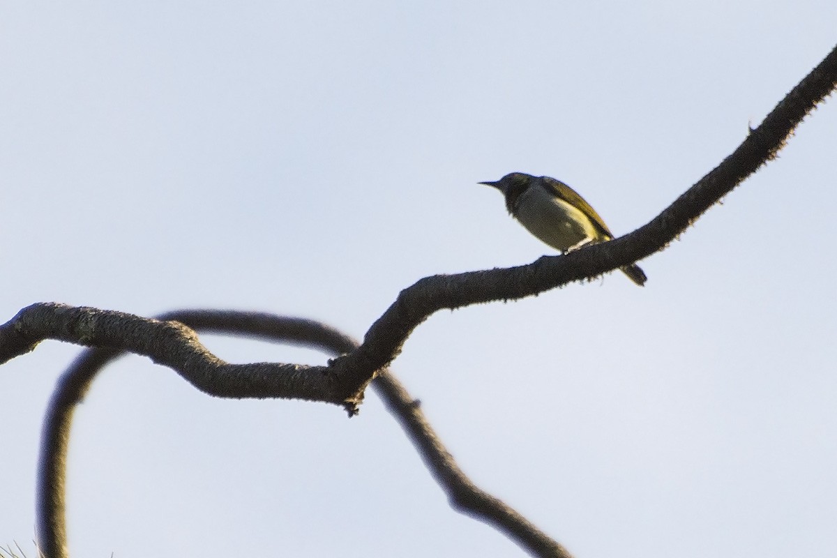 Green Sunbird (Gray-throated) - Miguel Rouco