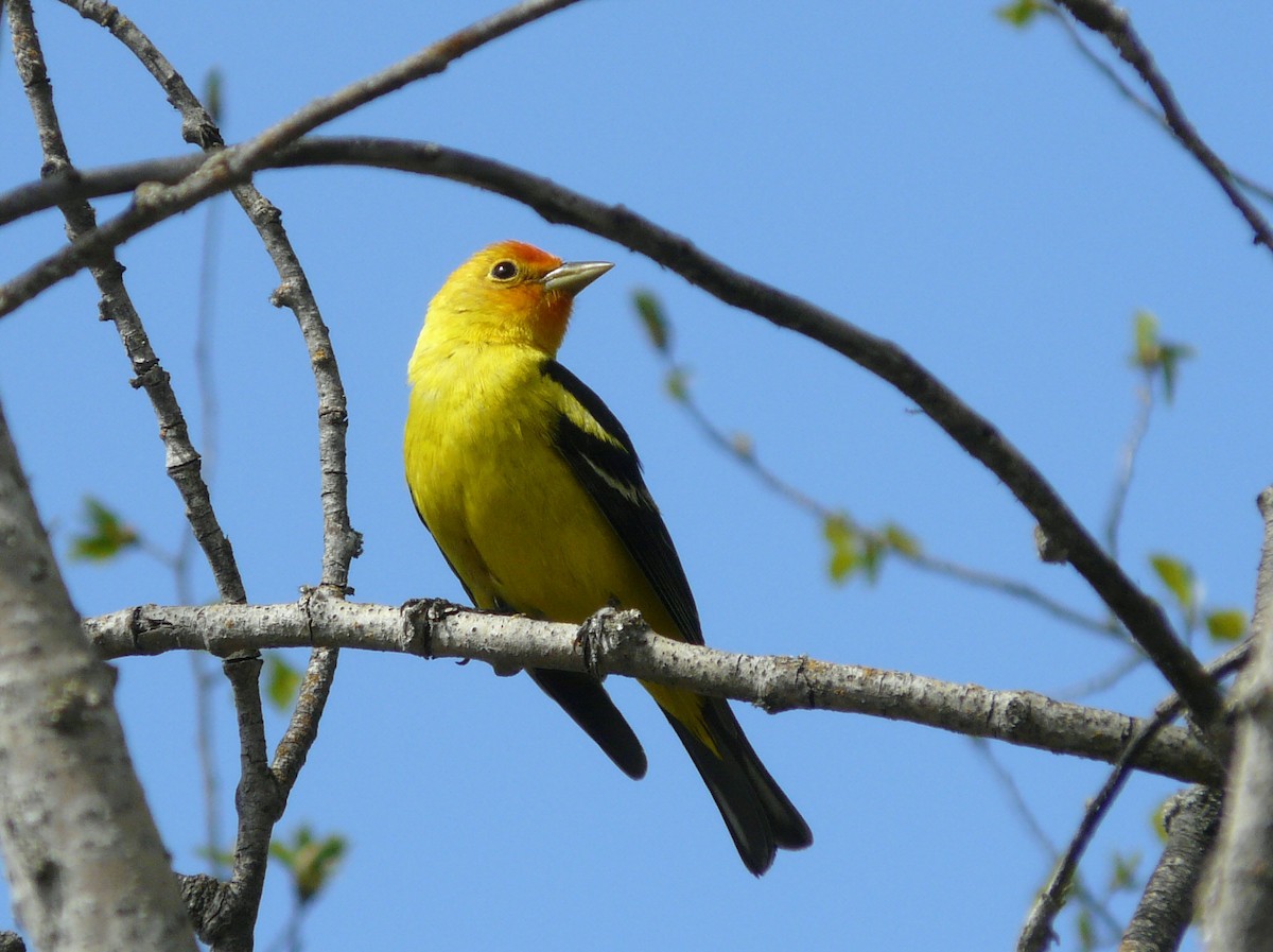 Western Tanager - ML57585041