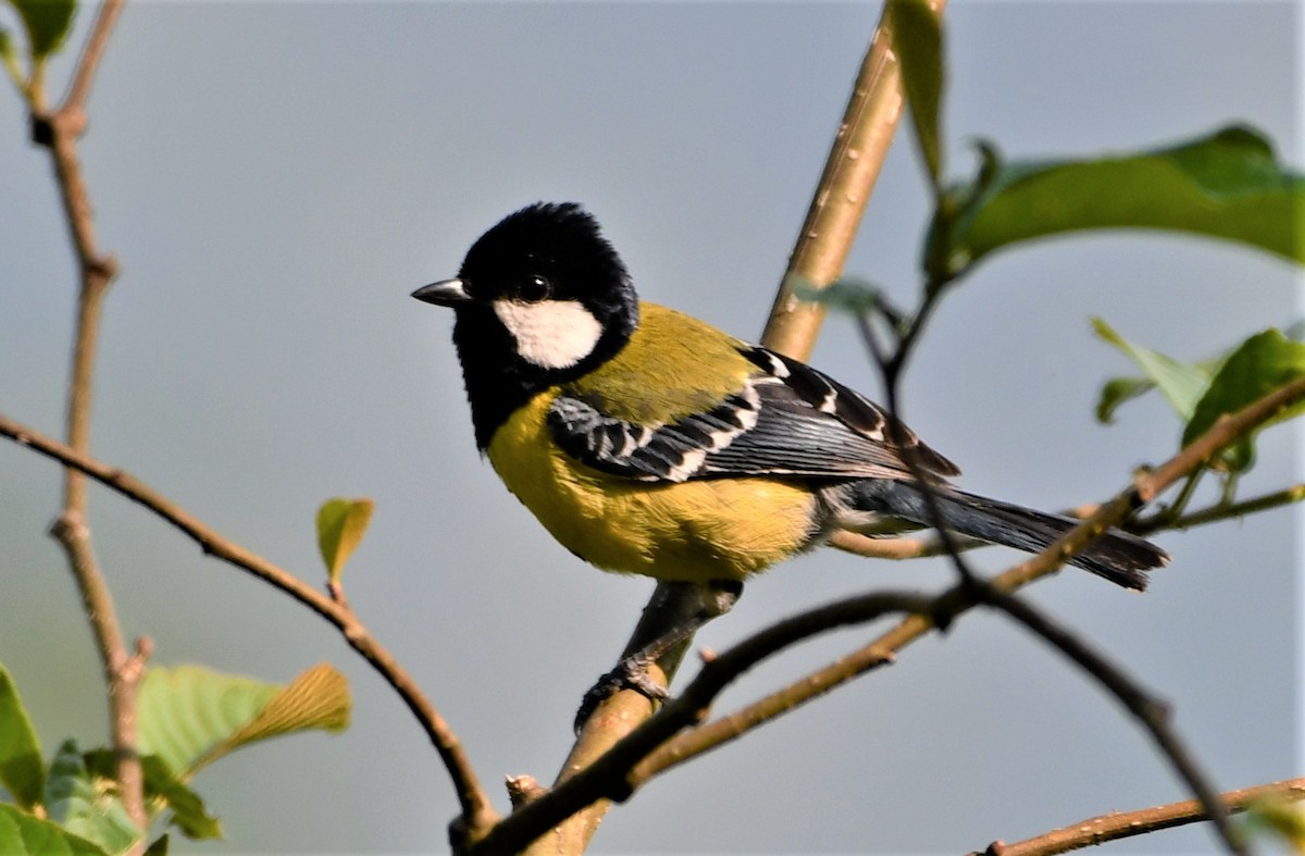 Green-backed Tit - ML575850461