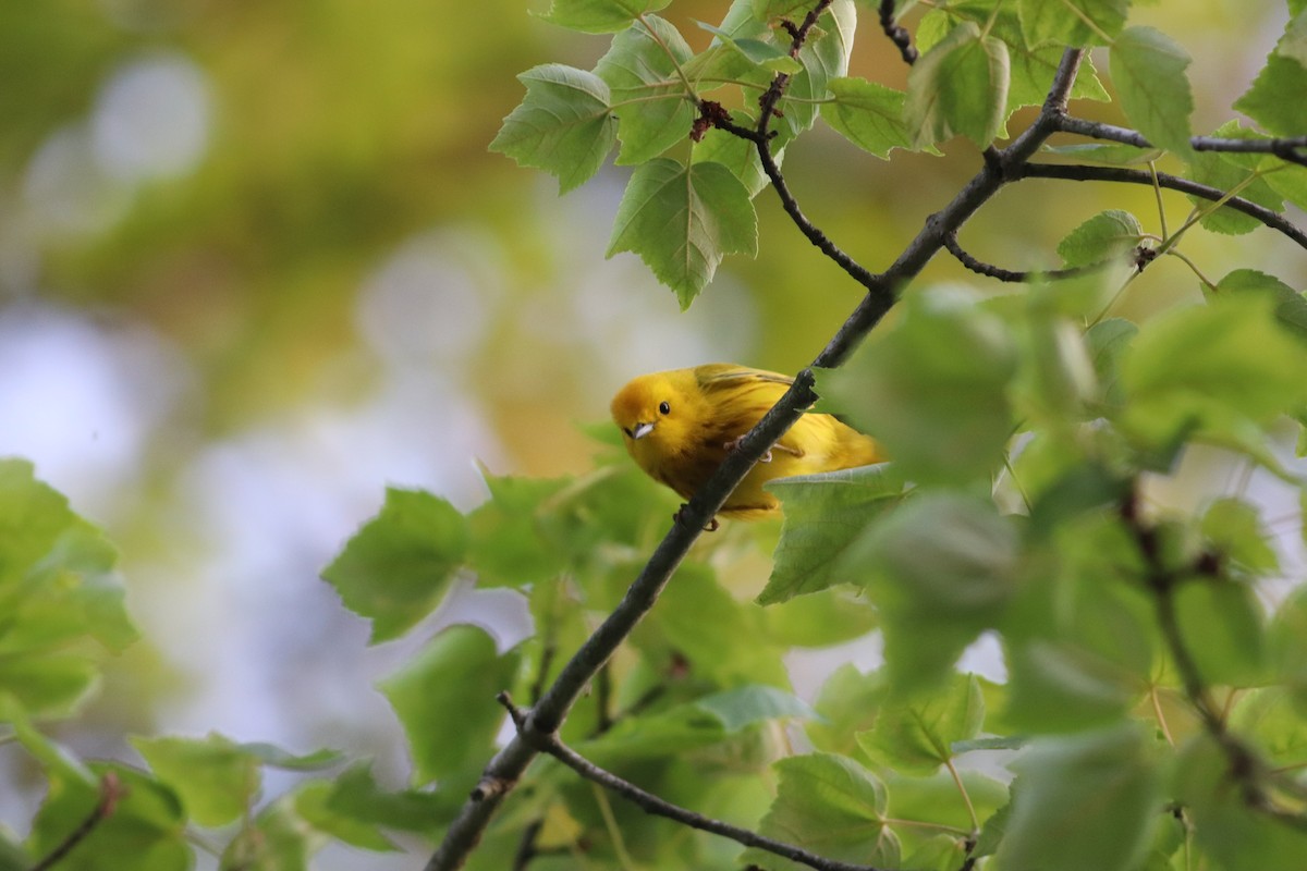 Yellow Warbler (Northern) - ML575856931