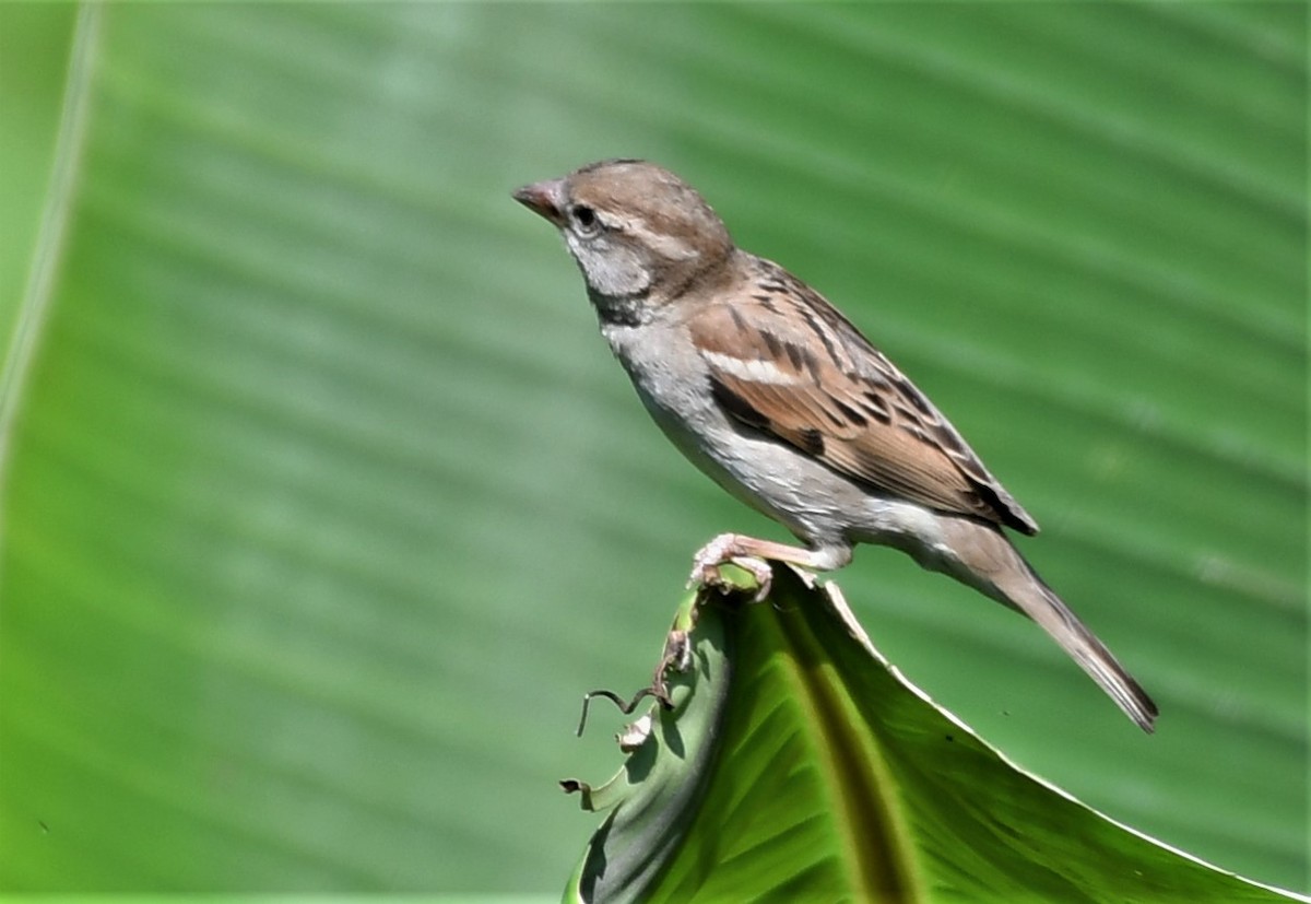 House Sparrow - ML575859341