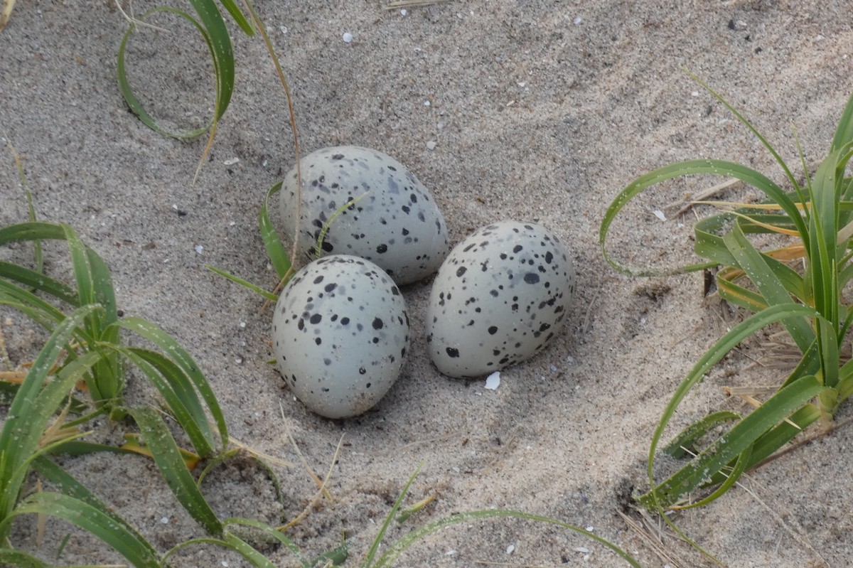 New York Breeding Bird Atlas Checklist - 22 May 2023 - Plumb Beach - 12 ...