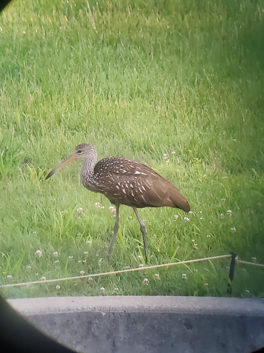 eBird Checklist 17 May 2023 Pirate Cove, Gardner, KS 1 species