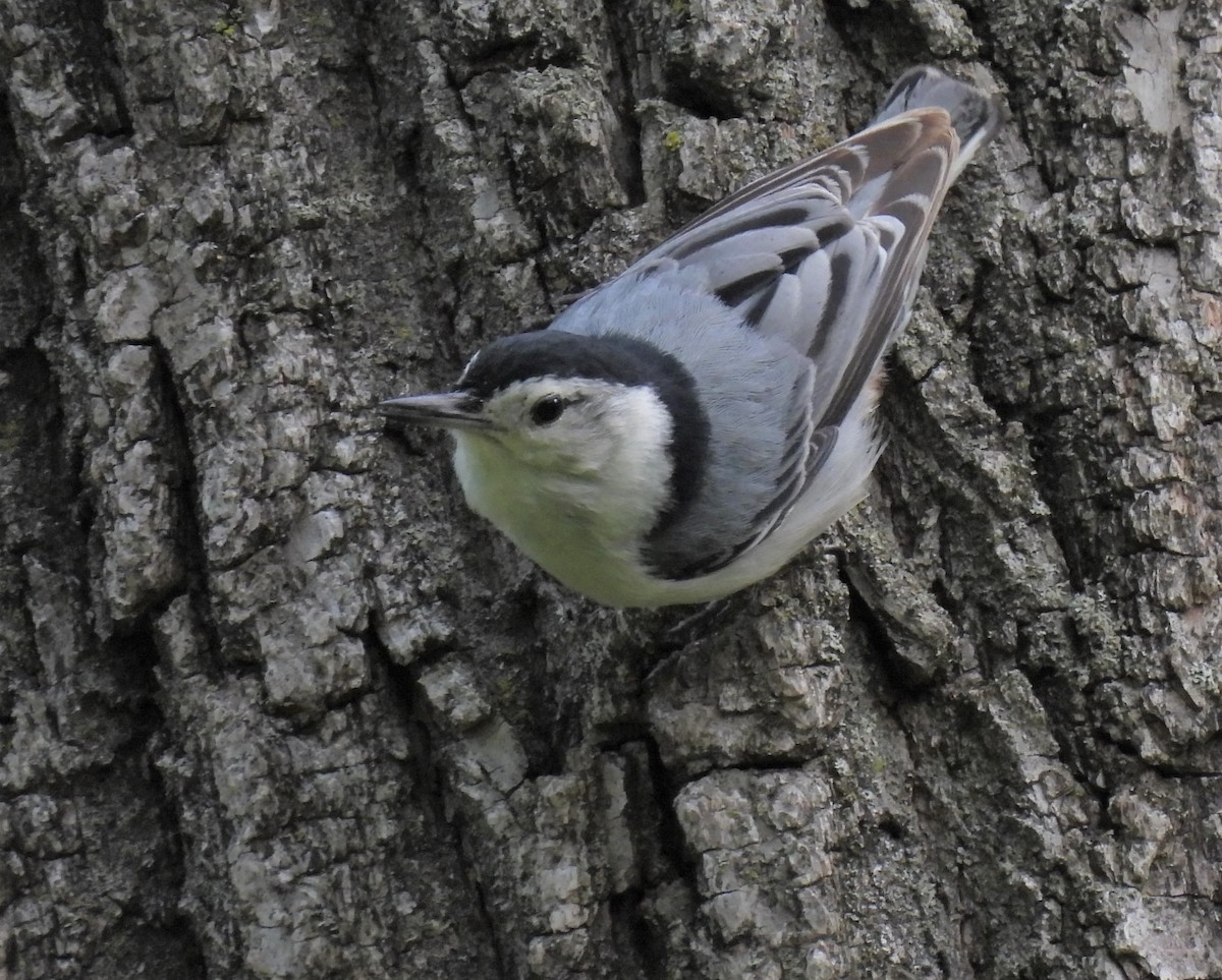 White-breasted Nuthatch - ML575869281