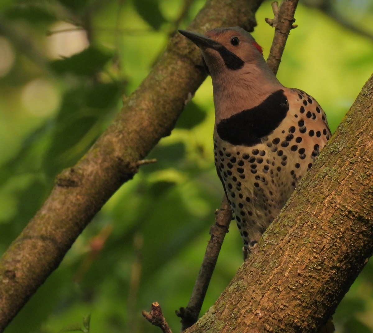 Northern Flicker (Yellow-shafted) - ML575870021