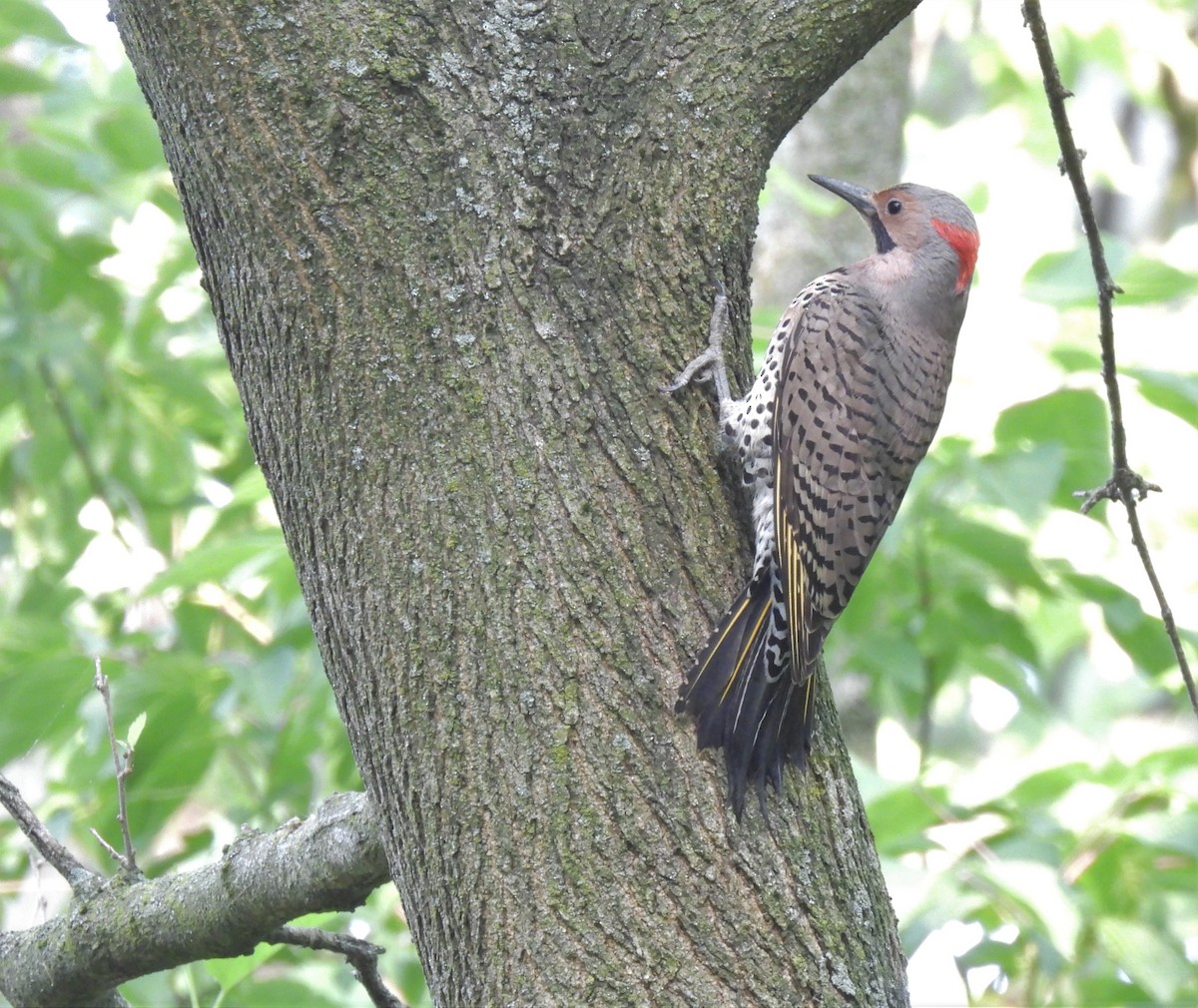 Northern Flicker (Yellow-shafted) - ML575870031
