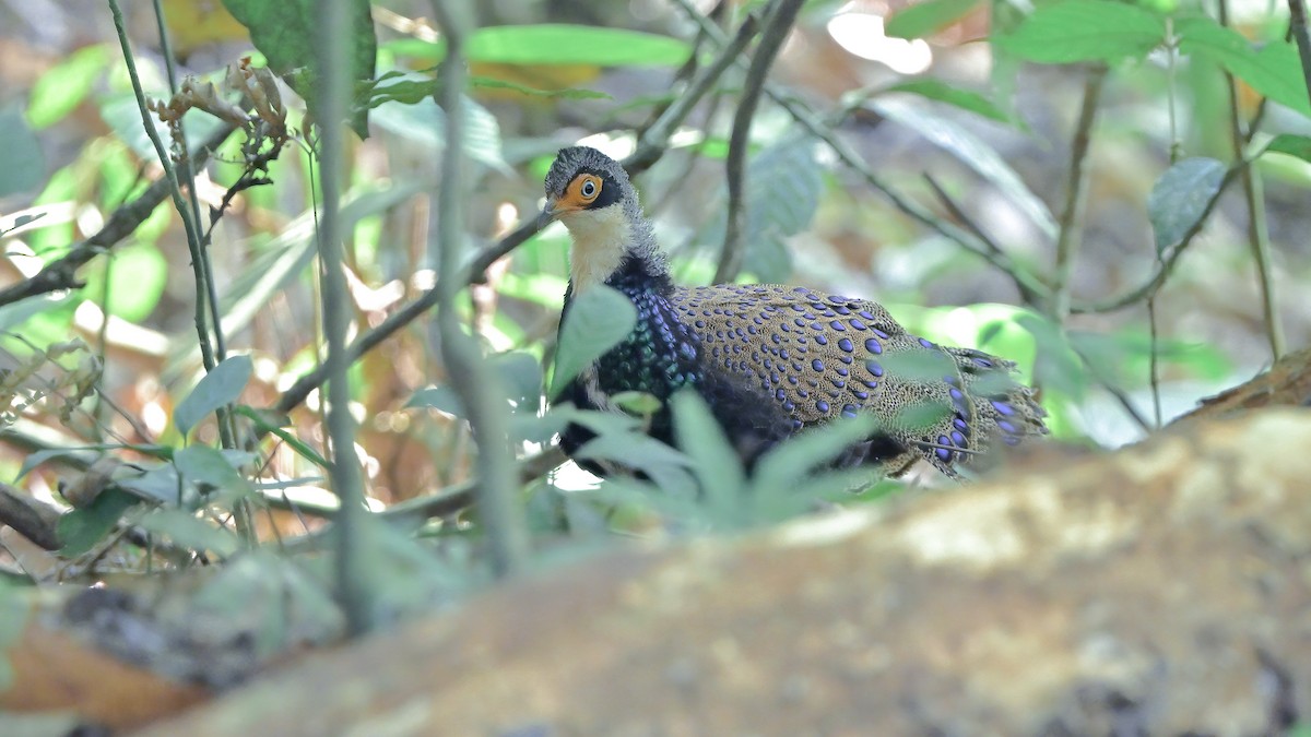 Bornean Peacock-Pheasant - ML575870091