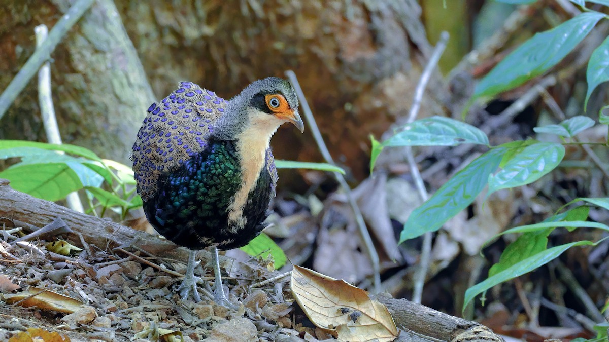Bornean Peacock-Pheasant - ML575870281