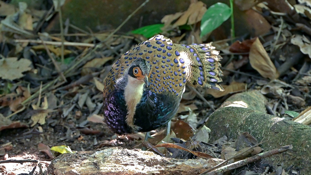 Bornean Peacock-Pheasant - ML575870431