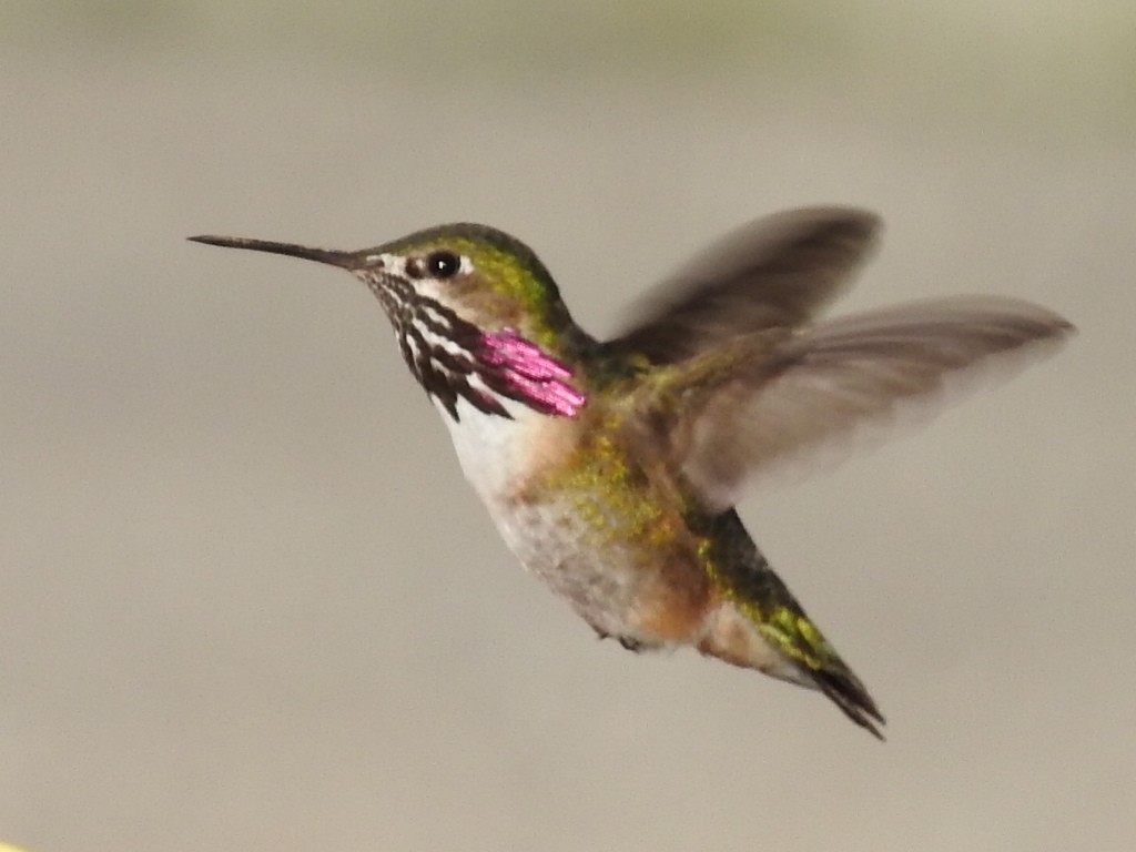 Calliope Hummingbird - Bob Livsey