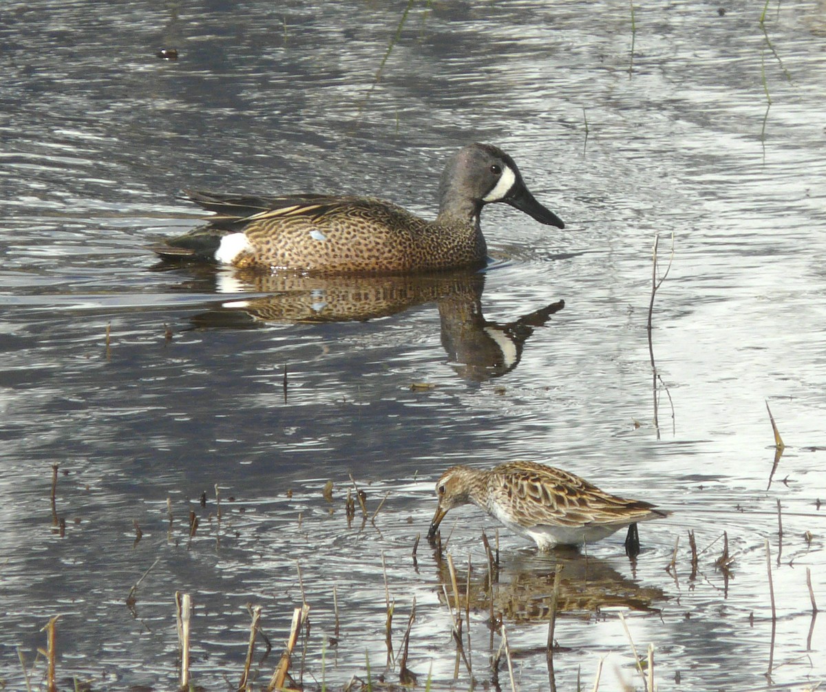 Blue-winged Teal - ML57587271