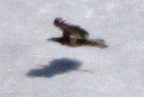 White-tailed Eagle - ML575877201