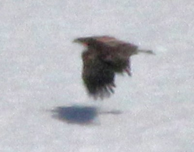 White-tailed Eagle - ML575877211