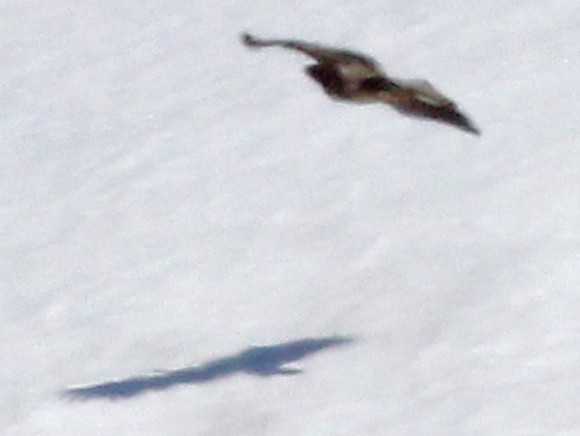 White-tailed Eagle - ML575877221