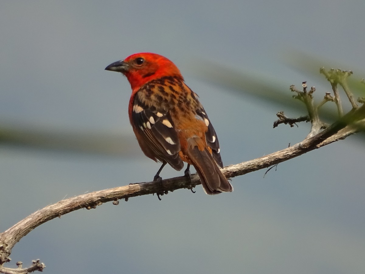 Flame-colored Tanager - ML575882271