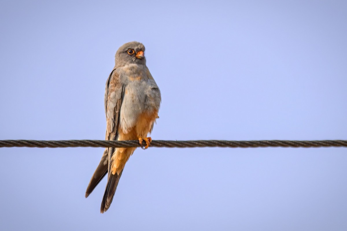 Red-footed Falcon - ML575883301