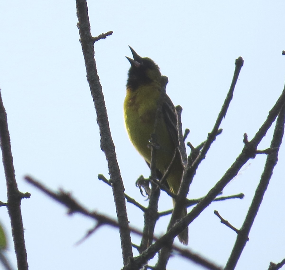 Orchard Oriole - ML575885981