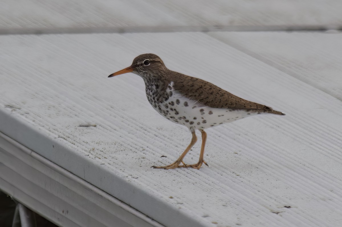 Spotted Sandpiper - Andrew Ross