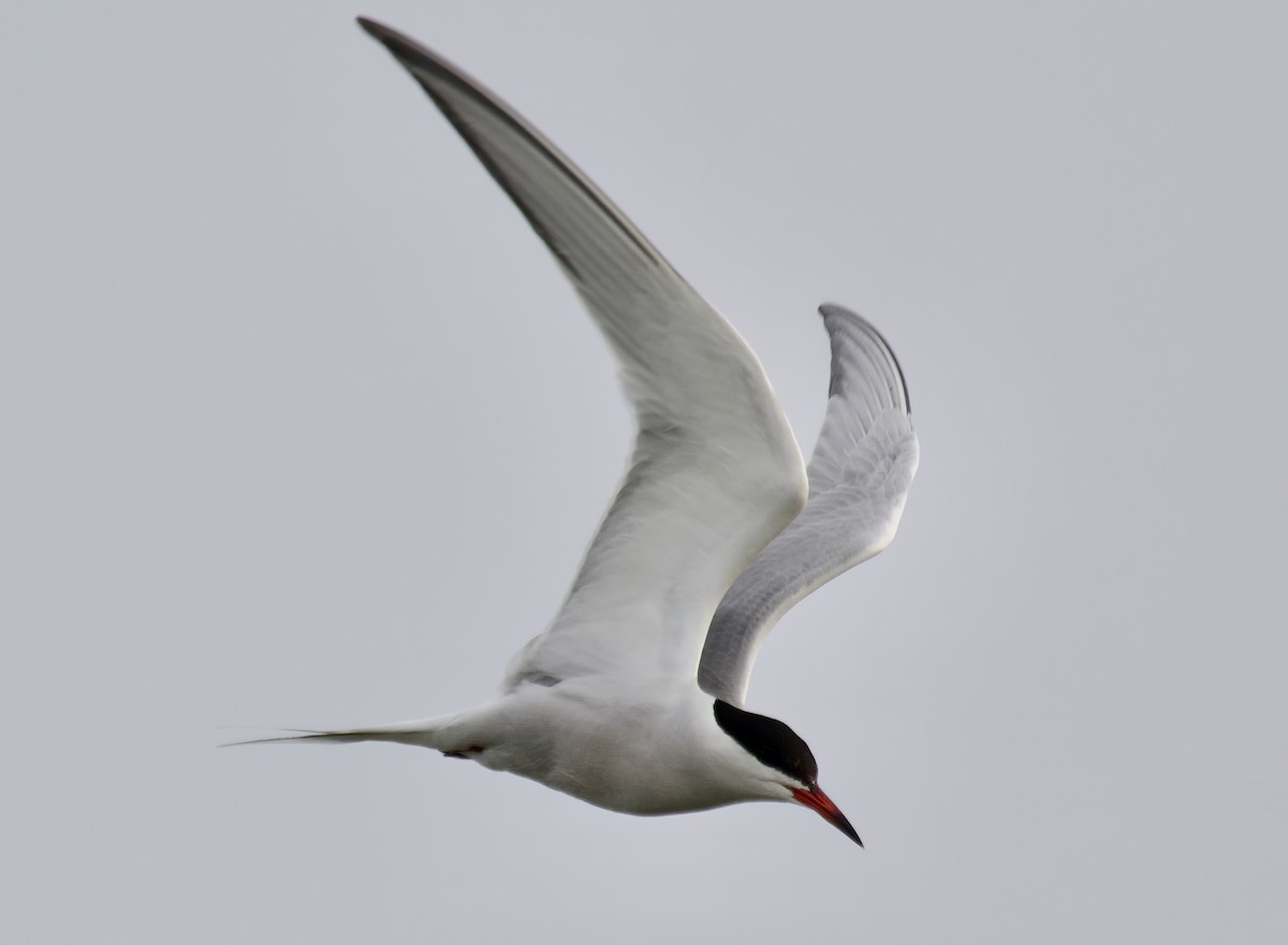 Common Tern - Andrew Ross