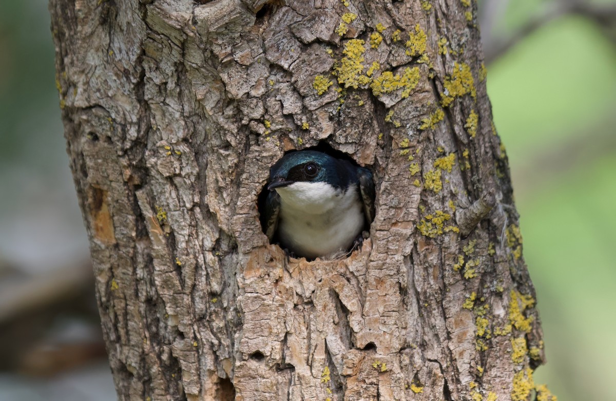 Golondrina Bicolor - ML575889231