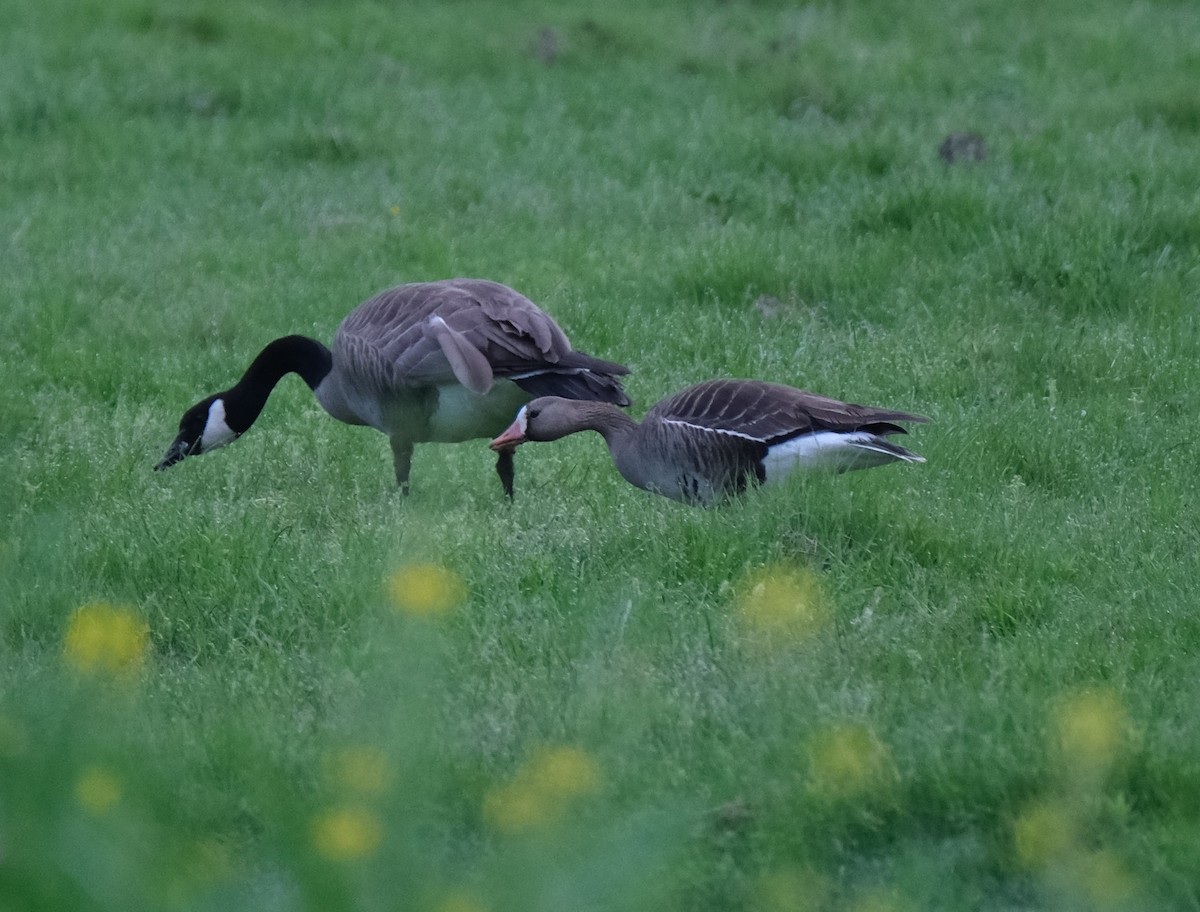 Greater White-fronted Goose - ML575891211