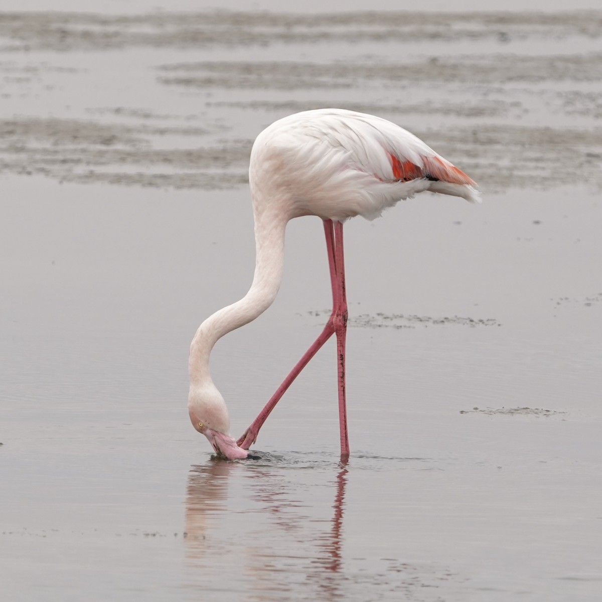 Greater Flamingo - ML575893181