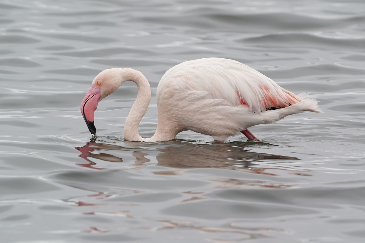 Greater Flamingo - ML575893191