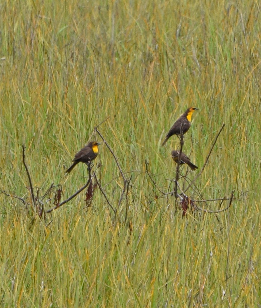 Yellow-headed Blackbird - ML57589321