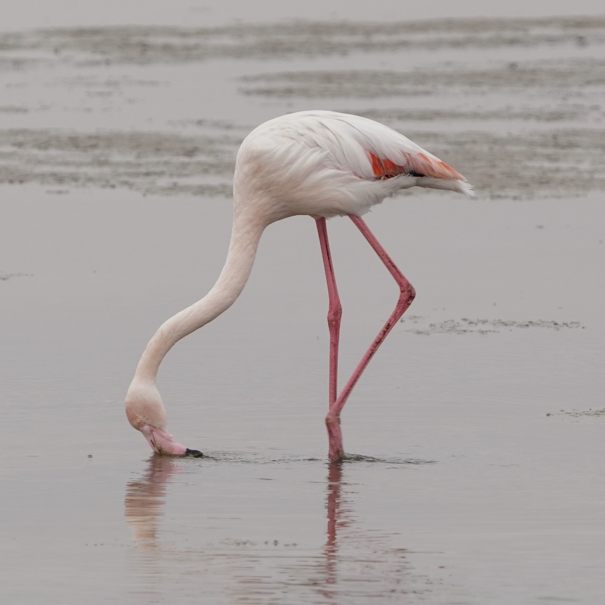 Greater Flamingo - ML575893221