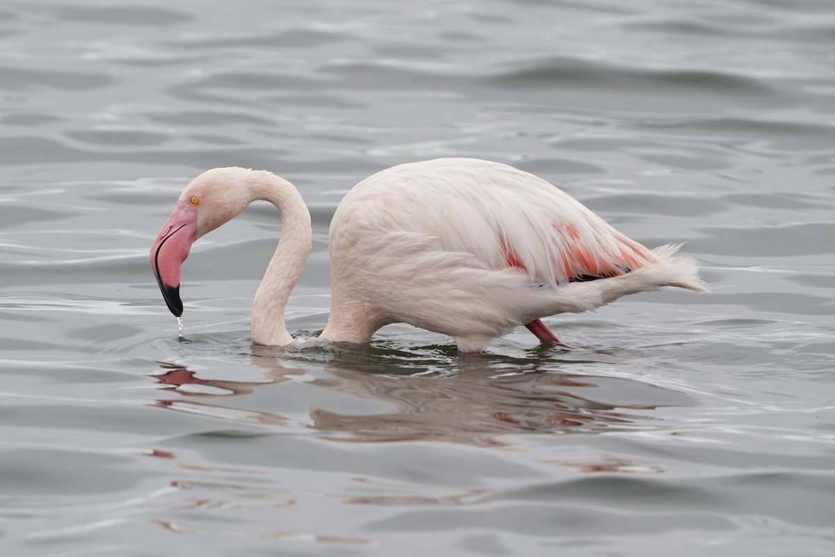 Greater Flamingo - ML575893231