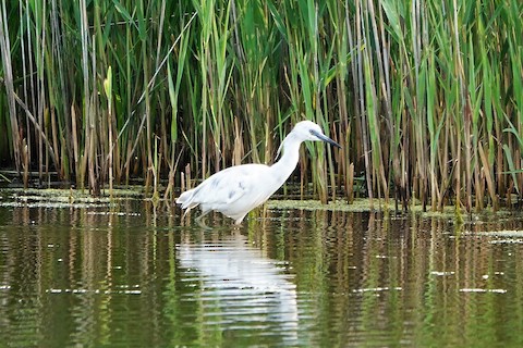 Little Blue Heron - Karen Thompson