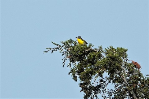 Yellow-breasted Chat - Karen Thompson