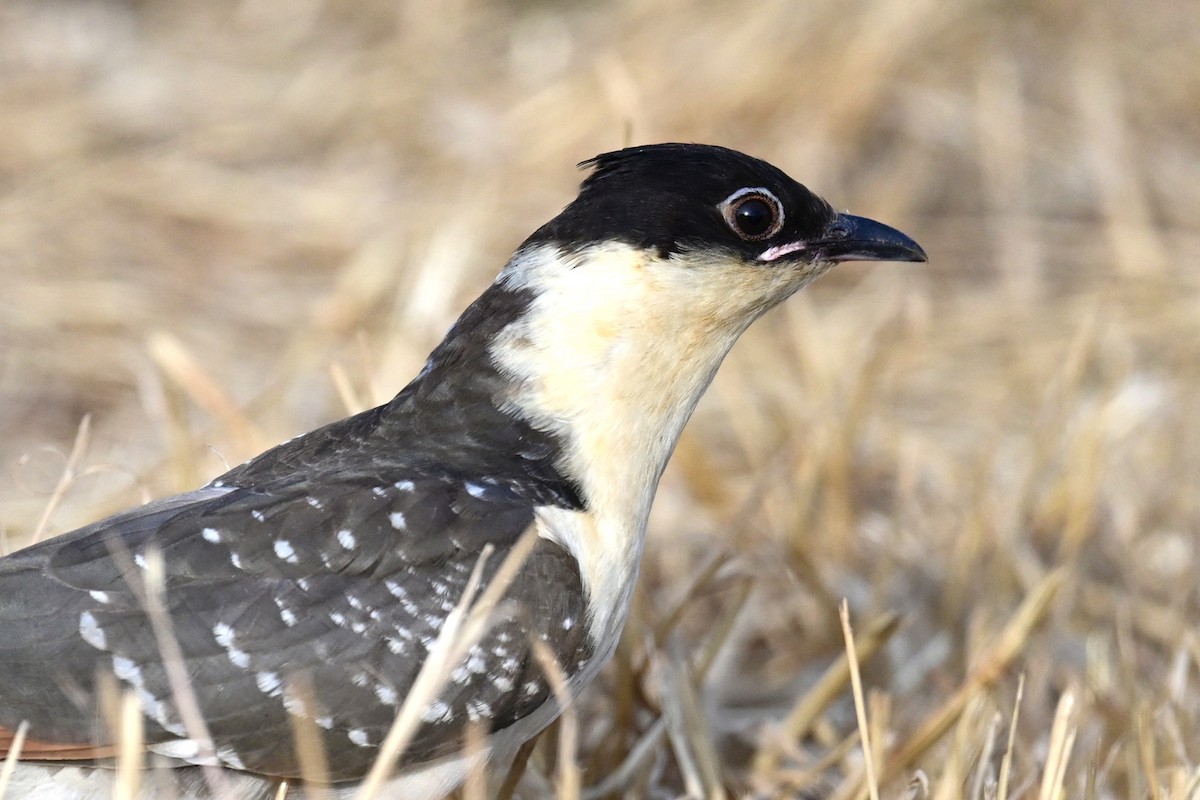 Great Spotted Cuckoo - ML575896971