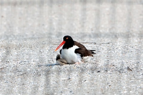 American Oystercatcher - Karen Thompson