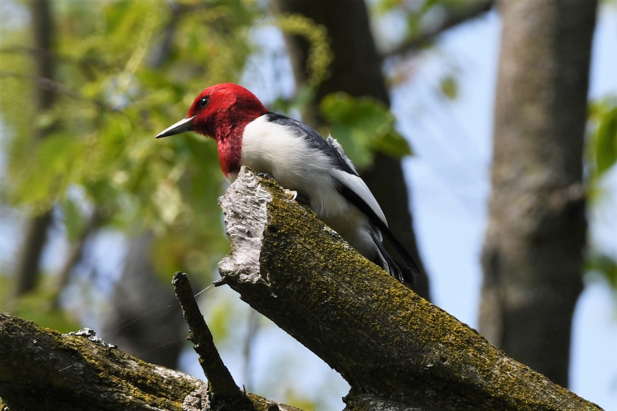 Red-headed Woodpecker - ML575903071
