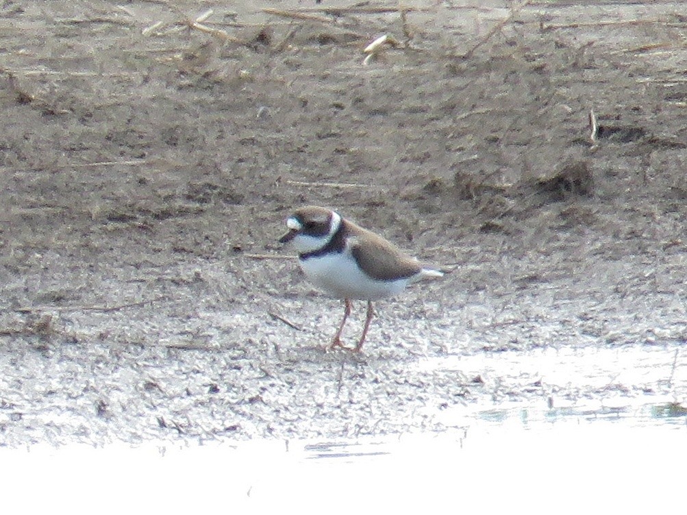 Semipalmated Plover - ML57590411