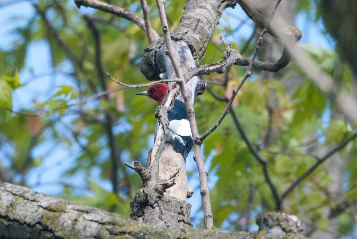Red-headed Woodpecker - Andrew Simon