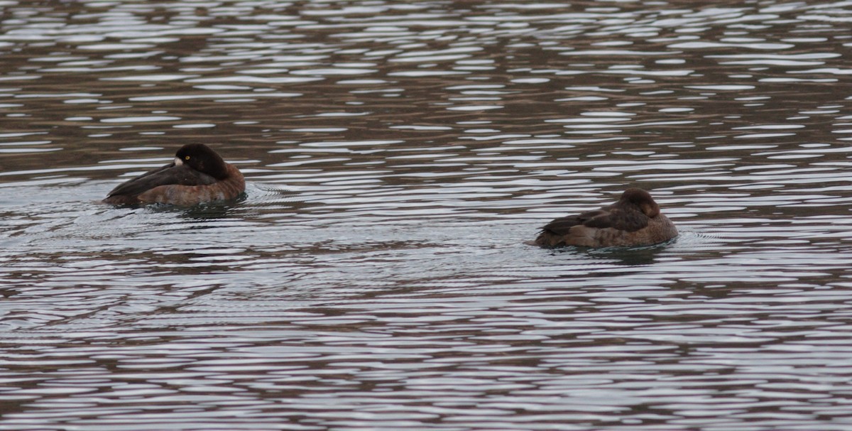 Greater Scaup - ML575908981