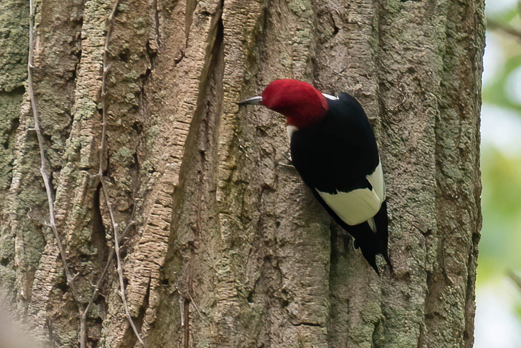 Red-headed Woodpecker - ML575909791