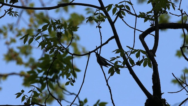lesňáček modropláštíkový - ML575911151